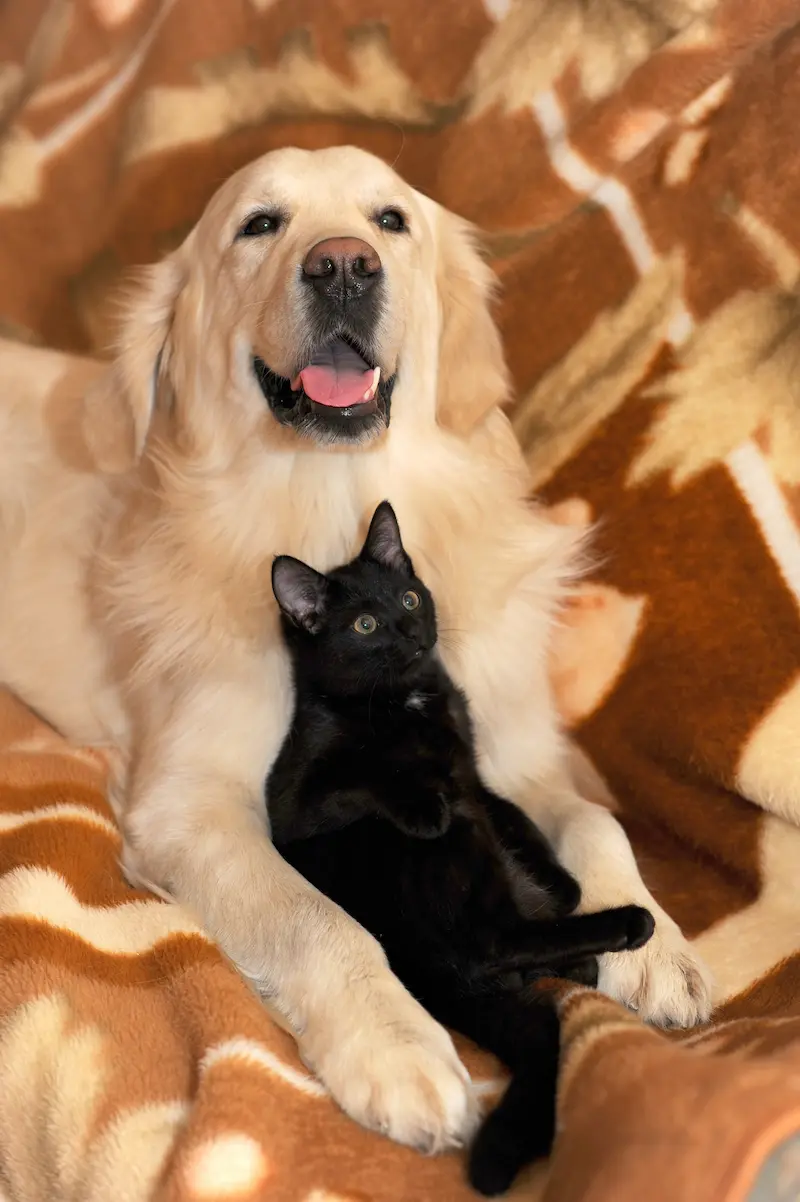 ryj perro gato