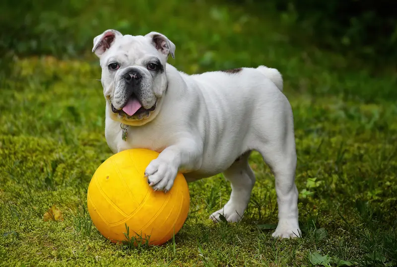 ryj perro pelota